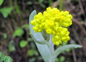 清明菜開花了能不能吃？清明菜怎么吃？