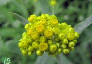 清明菜開花了能不能吃？清明菜怎么吃？