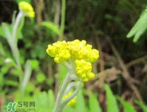 清明菜開花了能不能吃？清明菜怎么吃？