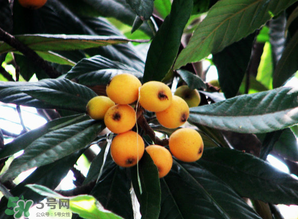 枇杷樹幾年結(jié)果？枇杷樹為什么不結(jié)果？