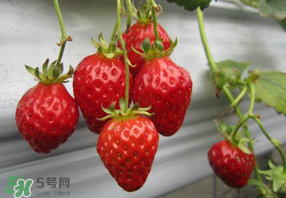 枇杷和草莓能一起吃嗎？枇杷能和草莓能一起吃嗎？