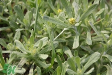艾草吃了有什么好處？艾草吃多了會(huì)怎樣？