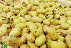 芒果爛了一點(diǎn)能吃嗎？芒果爛了一半還能吃嗎？