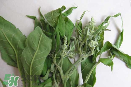 艾草可以治療宮寒嗎？艾草泡腳能治宮寒嗎？