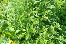 艾草可以治痛經嗎？艾草能治月經不調嗎？