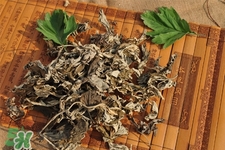 艾草可以治感冒嗎？艾草如何治療感冒？