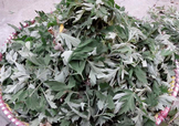 艾草可以治感冒嗎？艾草如何治療感冒？