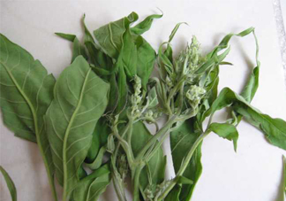 艾草可以治療宮寒嗎？艾草泡腳能治宮寒嗎？