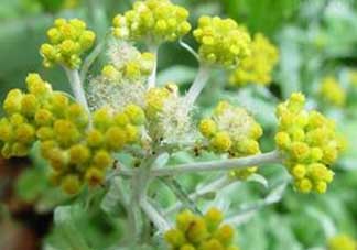 清明菜開花了能不能吃？清明菜怎么吃？