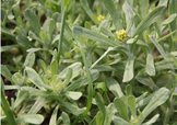 艾草能治療蕁麻疹嗎？艾草可以治療蕁麻疹嗎？