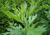 艾草可以治腳氣嗎？艾草泡腳能治腳氣嗎？