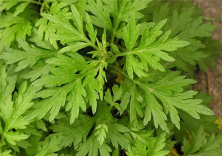 艾草吃了有什么好處？艾草吃多了會(huì)怎樣？
