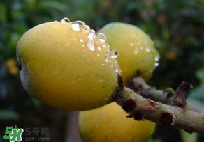 枇杷可以和蔥一起煮嗎？蔥和枇杷葉一起煮可以喝嗎？