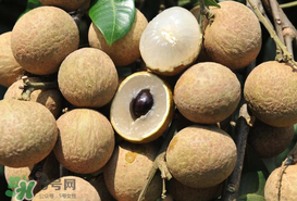 枇杷和龍眼能一起吃嗎？枇杷和桂圓能一起吃嗎？