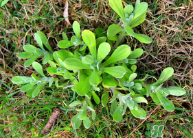 清明菜可以種植嗎？清明菜怎么種植？