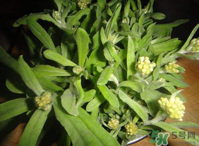 清明菜可以種植嗎？清明菜怎么種植？
