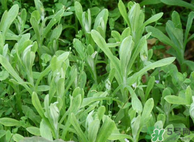 清明菜可以種植嗎？清明菜怎么種植？