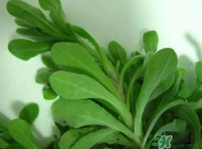 清明菜可以降血壓嗎？清明菜能降血壓嗎？