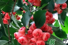 蓮霧是低糖水果嗎？蓮霧含糖量高嗎？