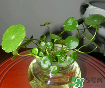 金錢草怎么養(yǎng)？金錢草好養(yǎng)嗎？