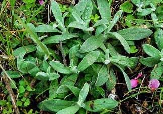 清明菜可以降血壓嗎？清明菜能降血壓嗎？