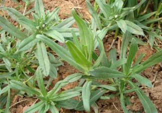 清明菜可以種植嗎？清明菜怎么種植？