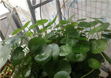 金錢草泡水喝的功效？金錢草有什么作用？