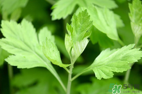 清明菜是什么？清明菜和艾草的區(qū)別 