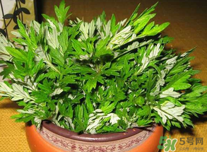 清明菜是什么？清明菜和艾草的區(qū)別 