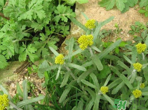 清明菜是發(fā)物嗎？清明菜是不是發(fā)物？