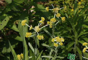 清明菜是發(fā)物嗎？清明菜是不是發(fā)物？