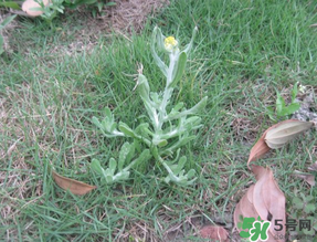 清明菜不能和什么同吃？清明菜和什么相克？