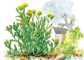 清明草叫什么？清明草有幾種？
