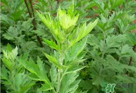 清明草是艾草嗎？清明菜是什么草？