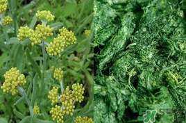 清明草能吃嗎？清明草花可以吃嗎？