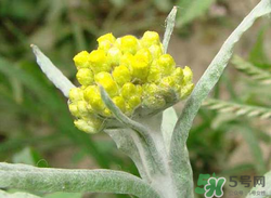 清明草能吃嗎？清明草花可以吃嗎？