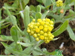清明草能吃嗎？清明草花可以吃嗎？