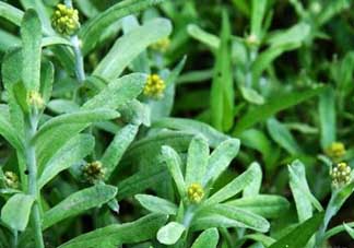 清明菜能治哮喘嗎？清明菜可以治哮喘嗎？