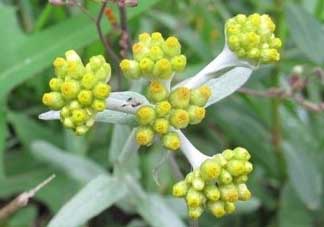 清明草能吃嗎？清明草花可以吃嗎？