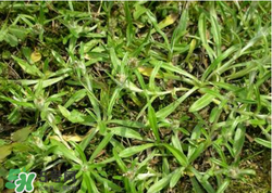 清明草可以做菜吃嗎？清明草能炒來吃嗎？