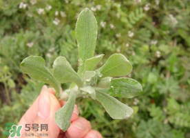 清明草可以曬干嗎？清明草曬干有什么功效？