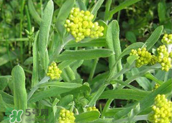 清明草可以種植嗎？清明草怎么種植？