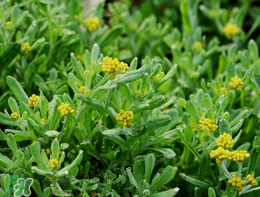 清明草可以種植嗎？清明草怎么種植？