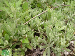 清明草可以種植嗎？清明草怎么種植？