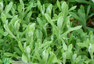 清明草可以泡茶嗎？清明草泡水喝的功效