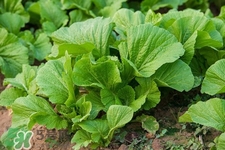 春分吃春菜有什么好處？春菜有什么營養(yǎng)價值？