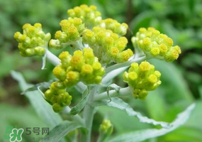 清明花粑粑怎么做？清明花粑粑的做法