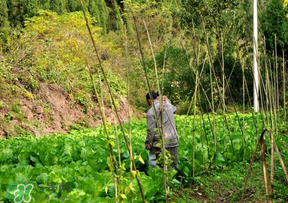 清明節(jié)種什么菜？清明節(jié)前后種什么菜？