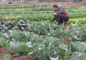 清明節(jié)種什么菜？清明節(jié)前后種什么菜？
