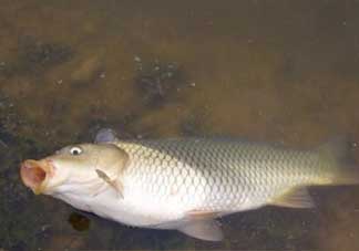 春分能夜釣嗎？春分能釣鯉魚嗎？